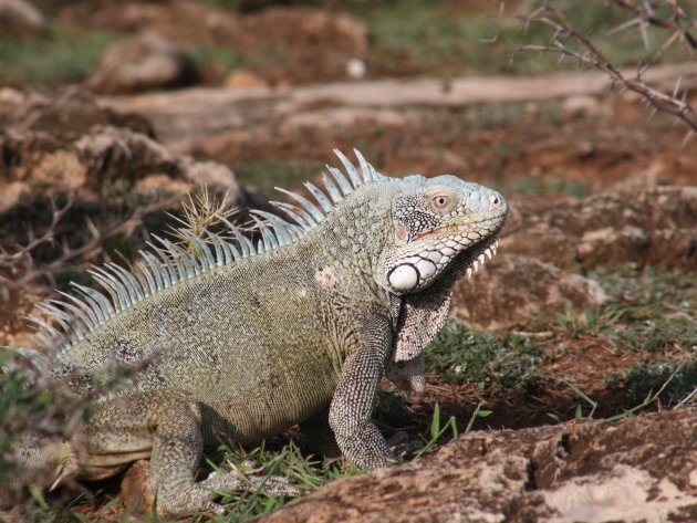 Iguana in Christoffelpark