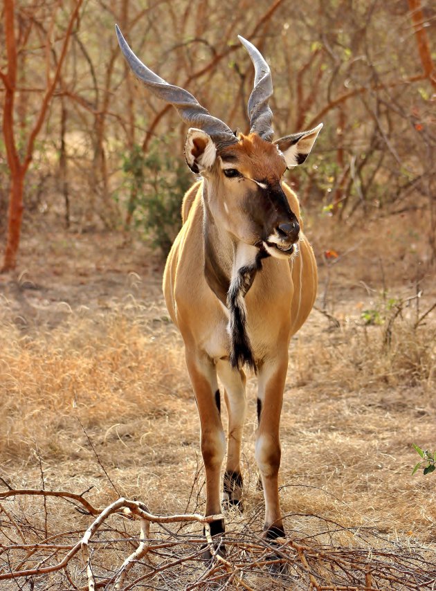 Reuzenelandantilope