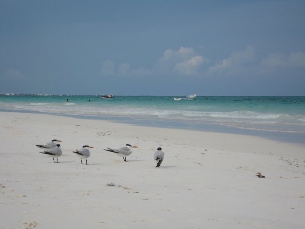 Birds @ The Beach