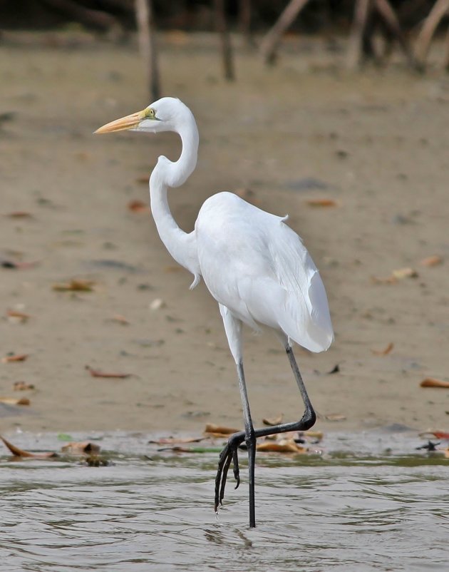 Witte reiger