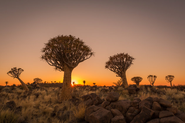 Quiver Tree Forest