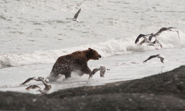 Grizzly beer in de Beringszee