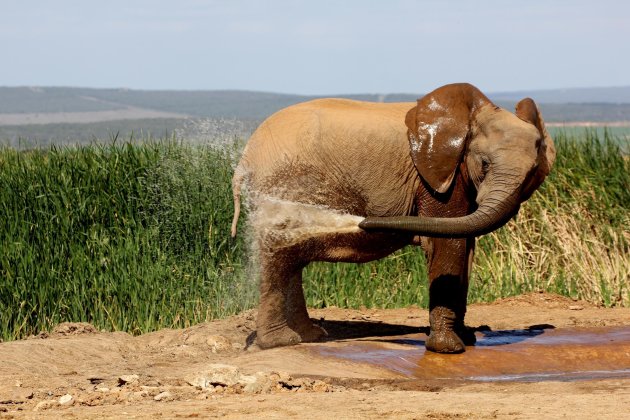 Olifant in Addo