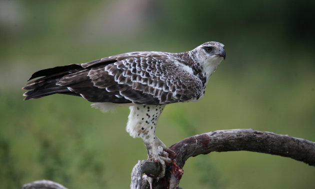 African hawk eagle