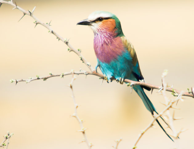 Lilac breasted roller