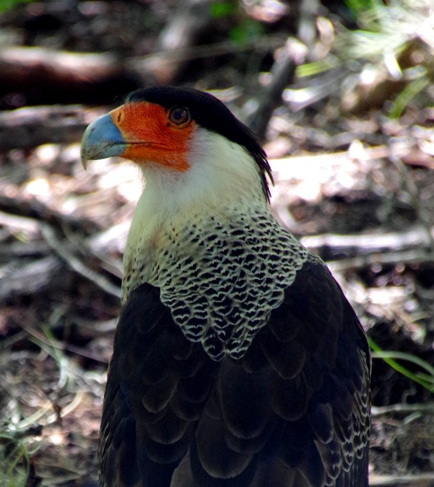 Kuifcaracara