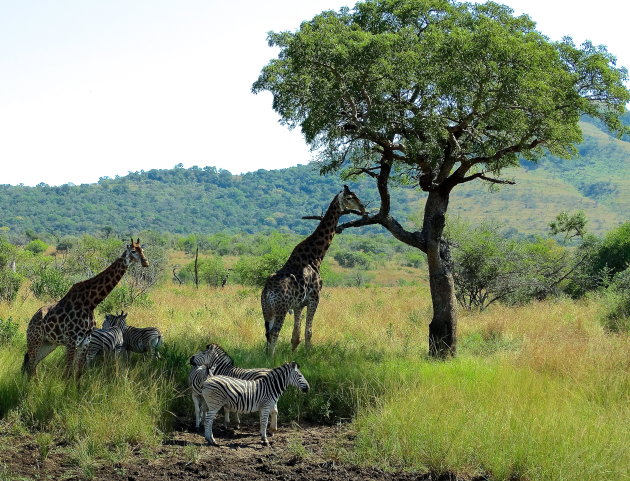 Hluhluwe park.