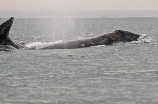 Grey Whale