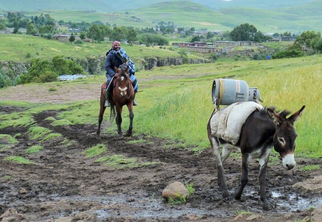 Herder Bashoto