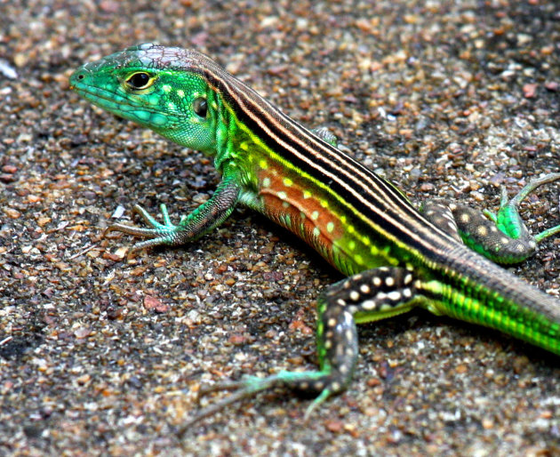 Salamander