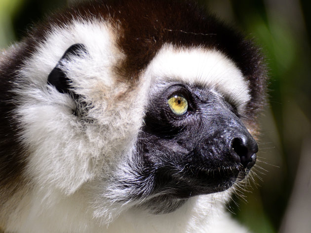 Verreaux’s sifaka