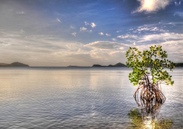 Mangroveboom vangt laaste zonlicht