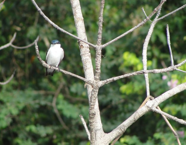 Vogels spotten in Bigi Pan