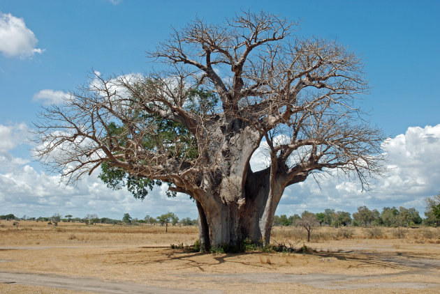 Wildspotten in Selous Game Reserve - Zuid Tanzania  