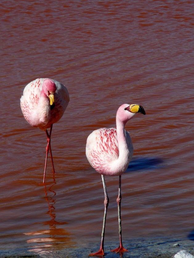 Roze flamingo's