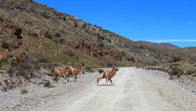 Guanaco's