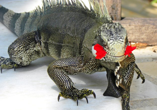 Leguaan met japanse roos