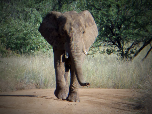 Olifant in Pilanesberg