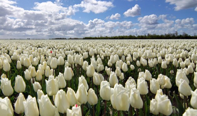 Naar het eiland Over Flakkee