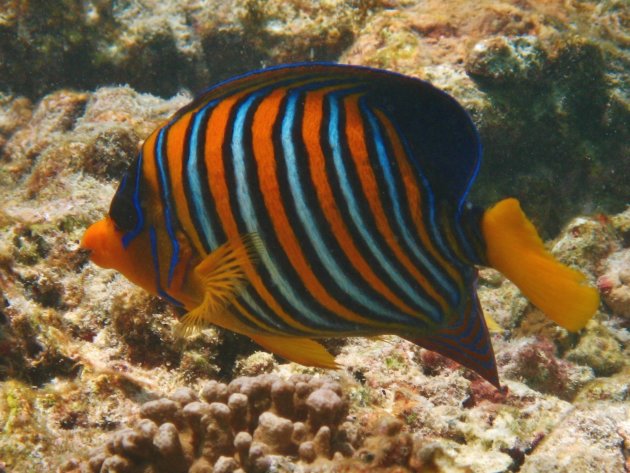 Royal Angelfish