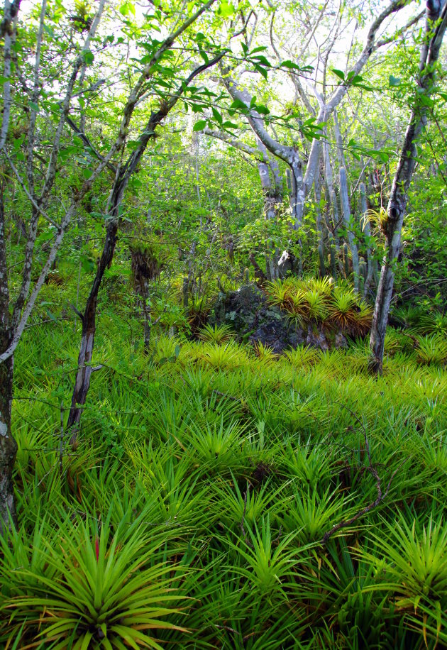 Curaçaose jungletocht