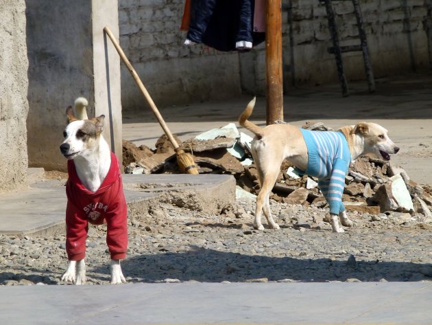 aan geklede honden