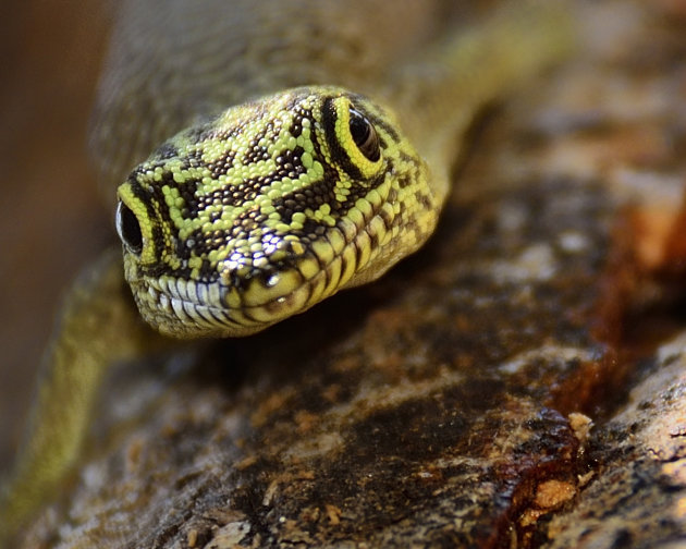 Standing's day gecko