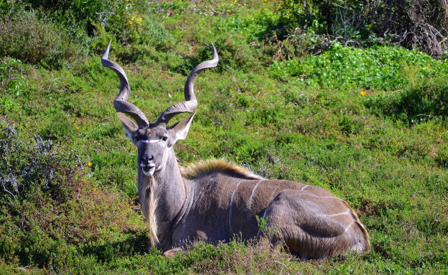 Koedoe stier