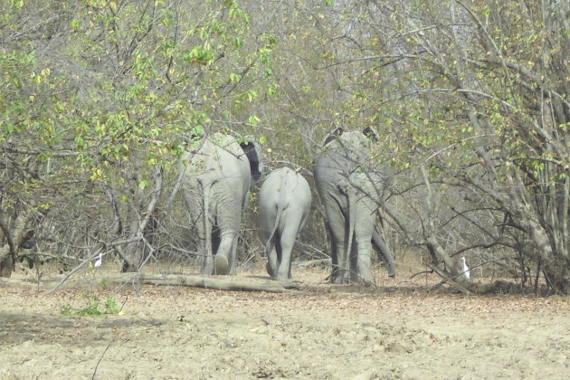 Oud en jong in Mole National Park