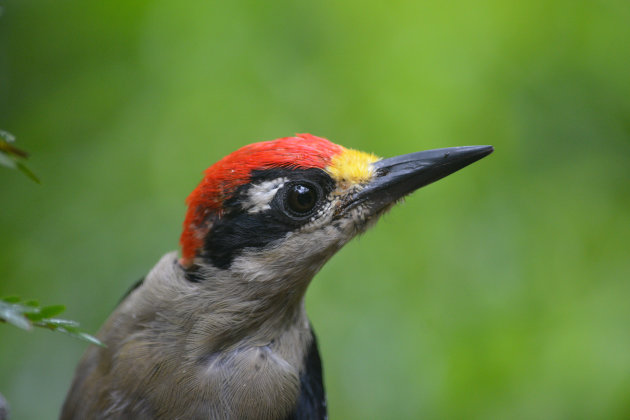 Black-cheecked Woodpecker