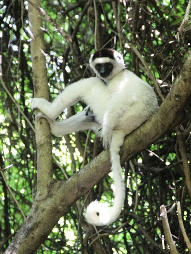 Lonely White Sifaka