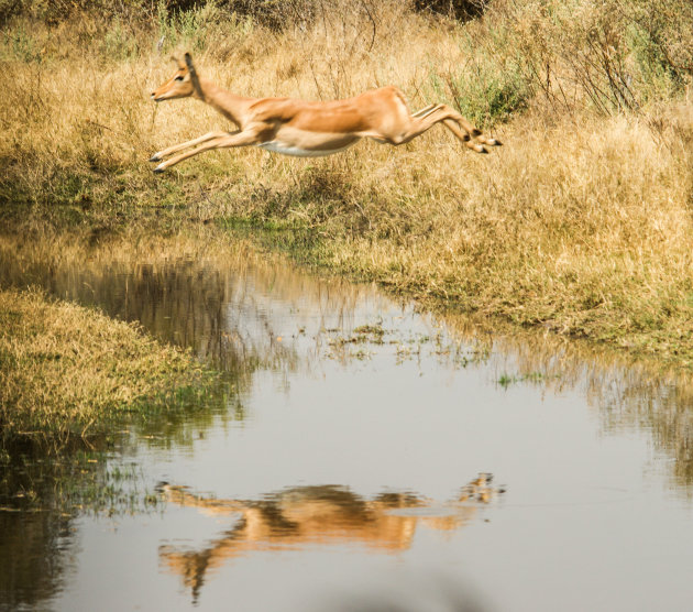 Impala over de sloot