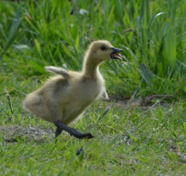 Grote Canadese gans