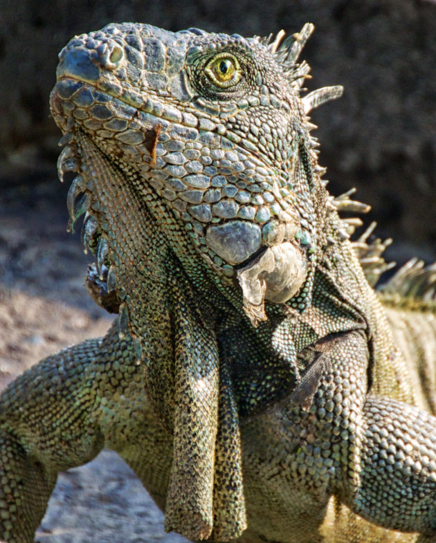 iguana in iguanapark 