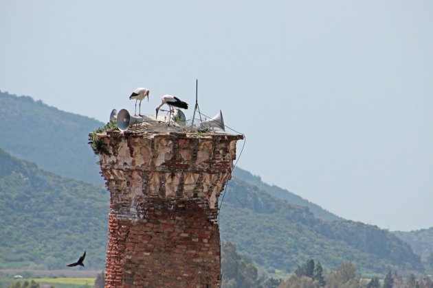 minaret met ooievaars