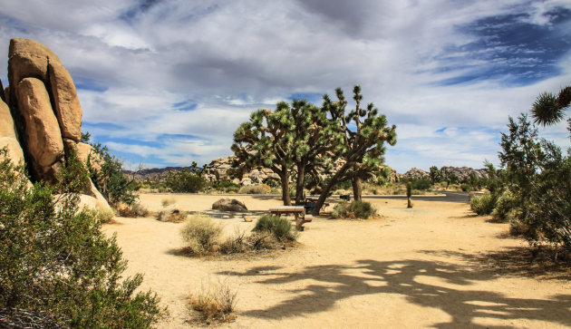 Vertoeven in Joshua Tree N.p.