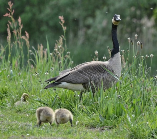 als het gras twee kontjes hoog is...