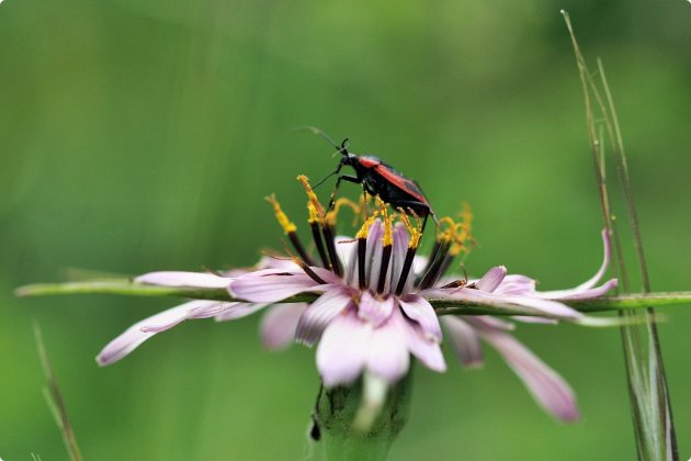 wilde bloemen foto expositie