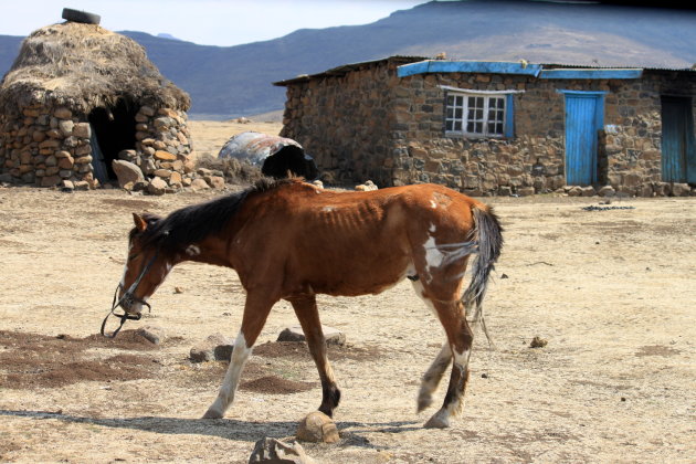 Arm Drakensberg