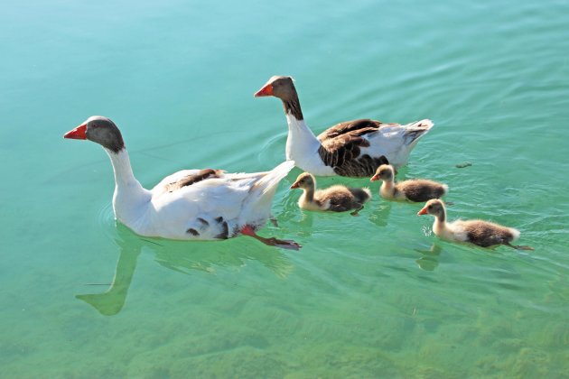 Ganzen familie