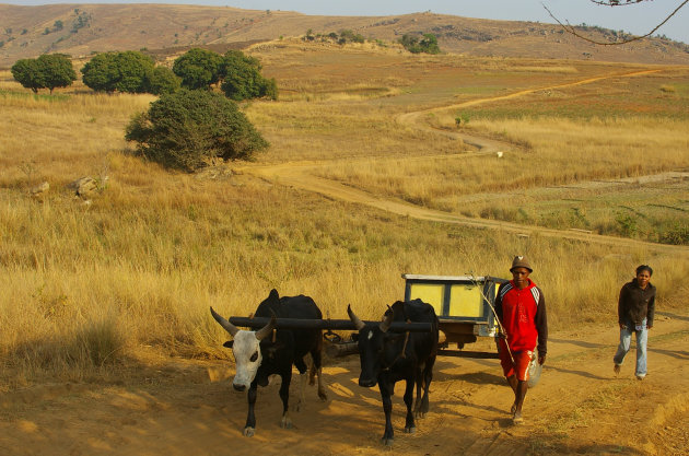 Goudgele aarde