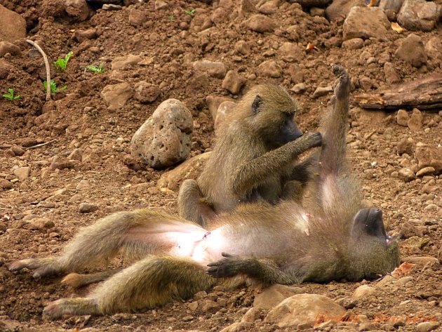 Komt een baboon bij de dokter...