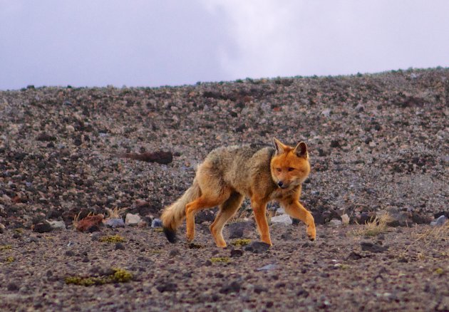 Sluipende vos op de Cotopaxi