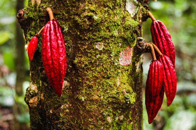 Cacao