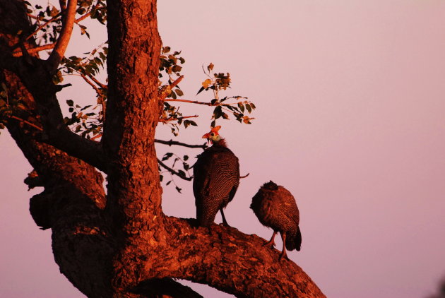 Helmeted guineafowl