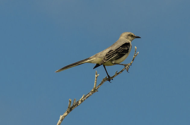 Tropical Mockingbird