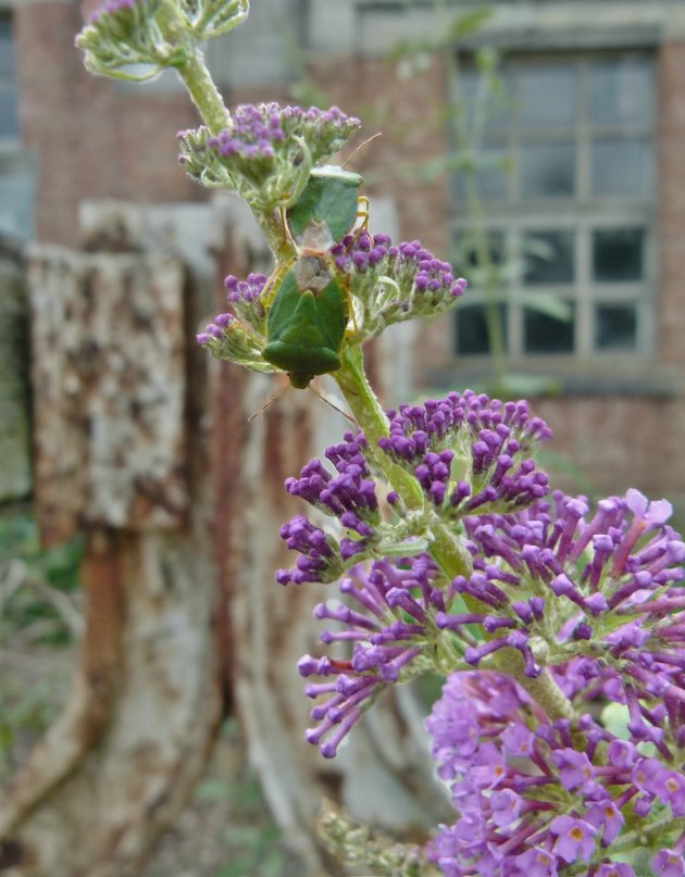 Oude liefde roest niet?