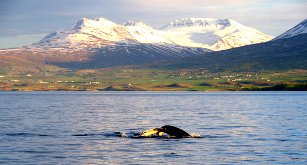 Whale watching bij middernachtzon