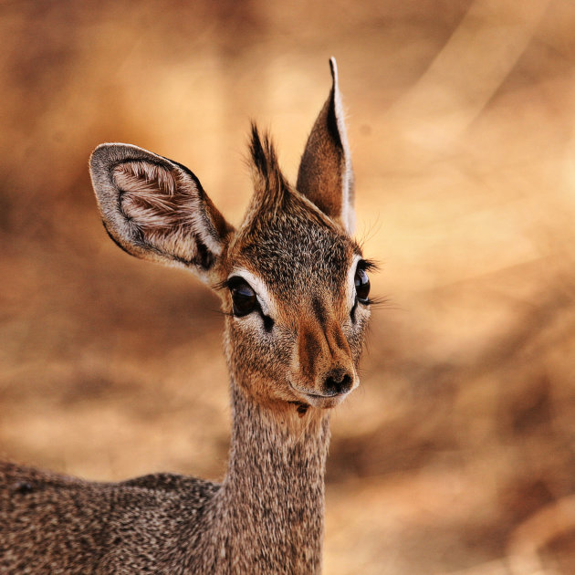 Dikdik