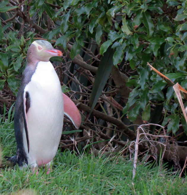 Yellow eyed penguins zijn zeer zeldzaam